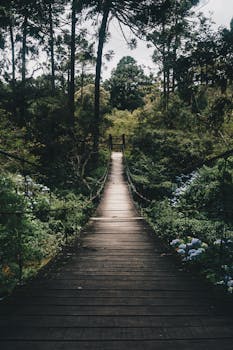 Experience tranquility on a wooden bridge surrounded by lush greenery in a peaceful forest setting.